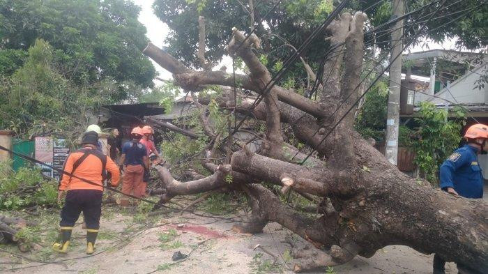 Pohon Tumbang di Kecamatan Batuceper Sebelum Pertigaan Kebon Besar Tangerang