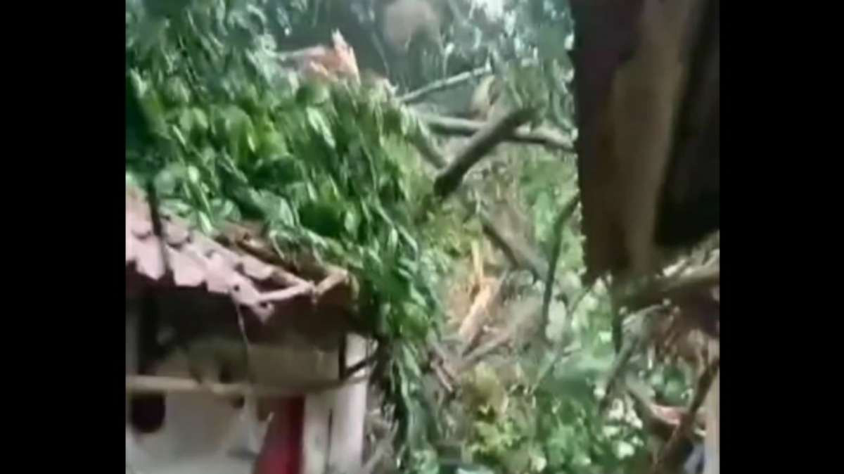 Akibat Musibah Pohon Tumbang di Kp.Babakan Cimahpar Bogor, Dua Rumah Alami Kerusakan