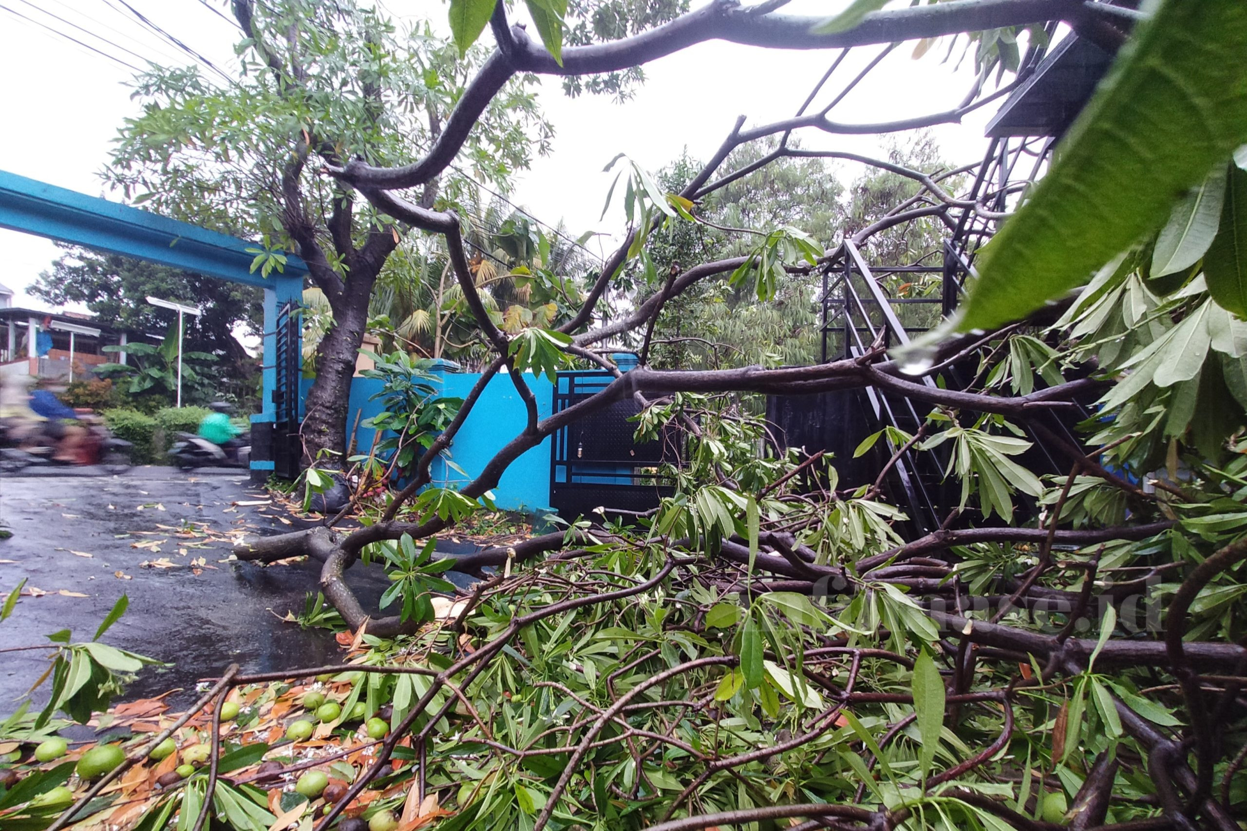 Pohon di Jalan Melati Nusantara, Depok Tumbang Saat Angin Kencang