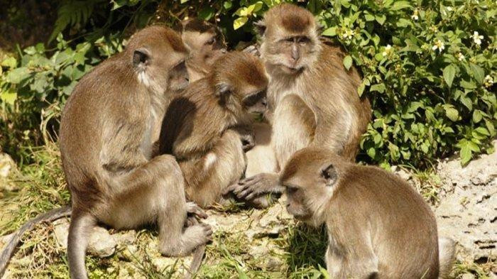 Segerombolan Monyet Berjalan di Atas Kabel di Jl Alternatif Cibubur, Pengendara Khawatir