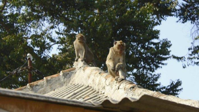 Bikin Resah! Kawanan Monyet Masuk Pemukiman Warga Cipayung-Jaktim