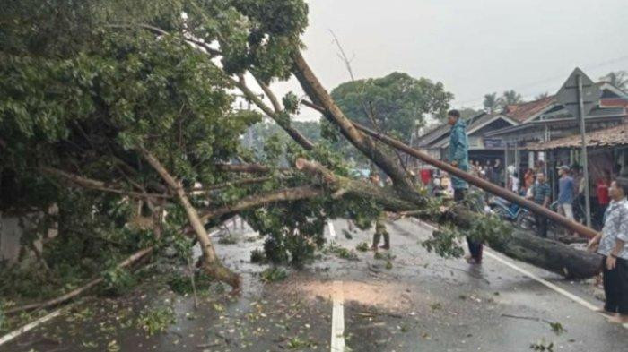 Terjadi Pohon Tumbang di Jalan Utama Cariu Perbatasan Tanjungsari
